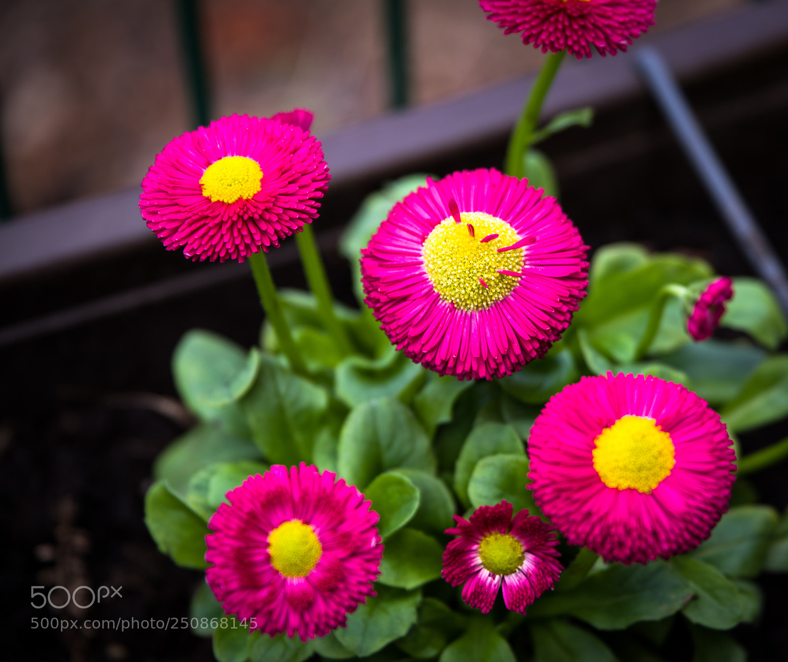Pentax K-1 sample photo. Purple an yellow photography