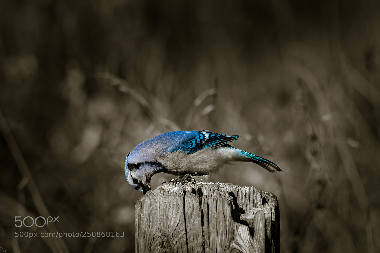 Canon EOS 70D sample photo. The blue beauty photography