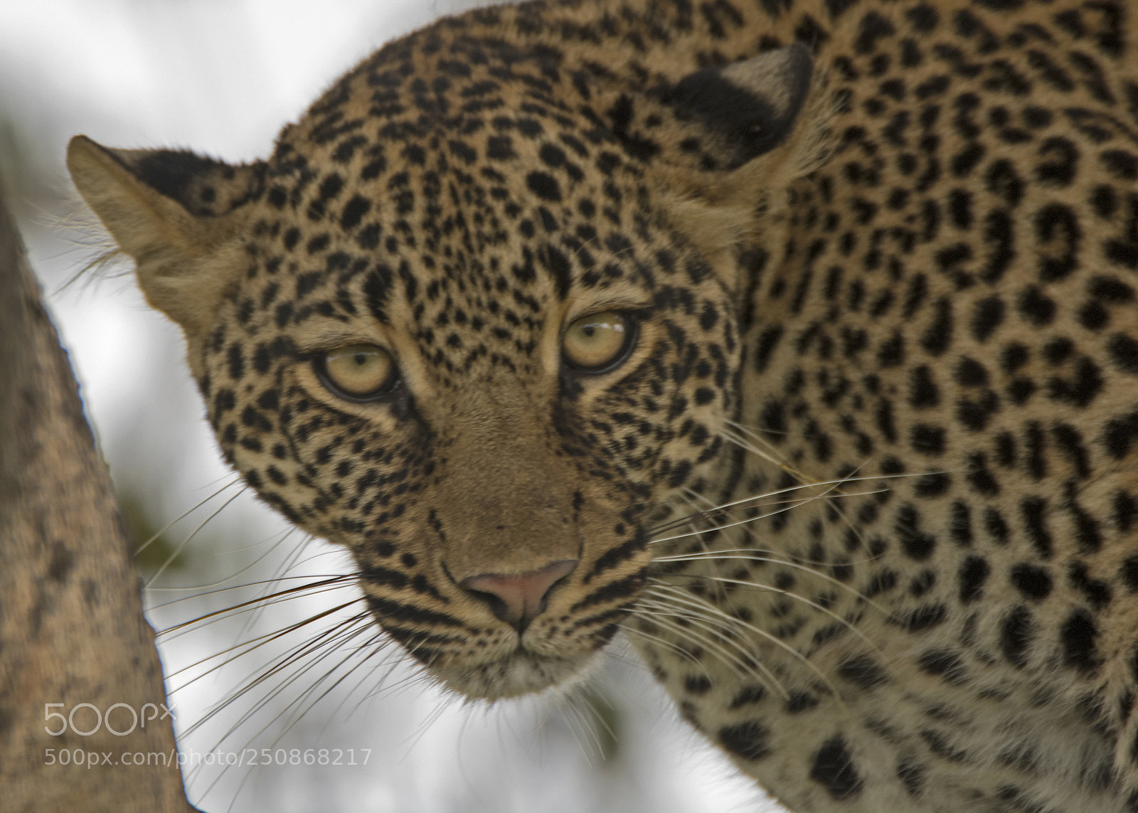 Nikon D500 sample photo. Sayari leopard portrait photography