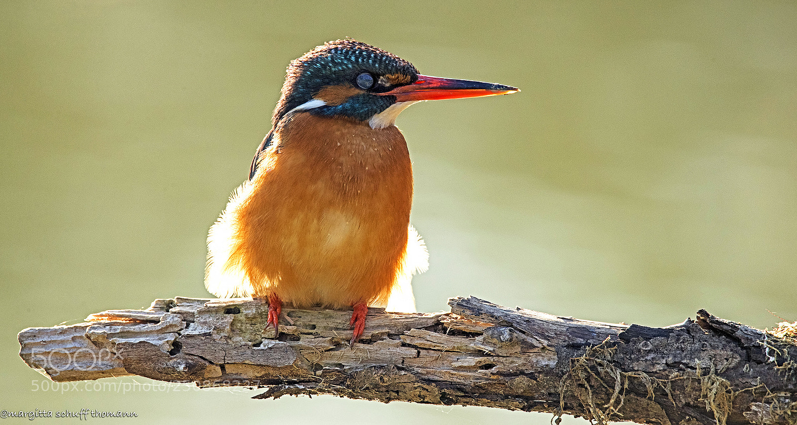 Canon EOS-1D X Mark II sample photo. Kingfisher in the wind photography