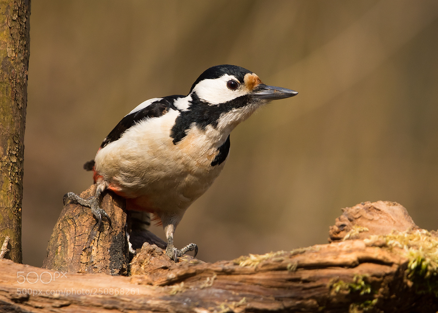 Canon EOS 7D Mark II sample photo. Woodpecker photography