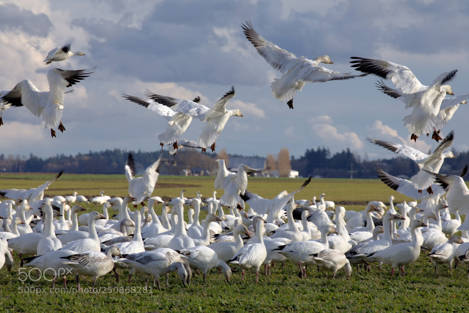 Canon EOS 5D Mark IV sample photo. Snow geese landing photography