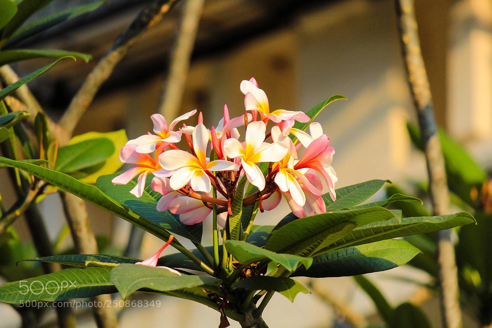 Canon EOS 550D (EOS Rebel T2i / EOS Kiss X4) sample photo. *** photography