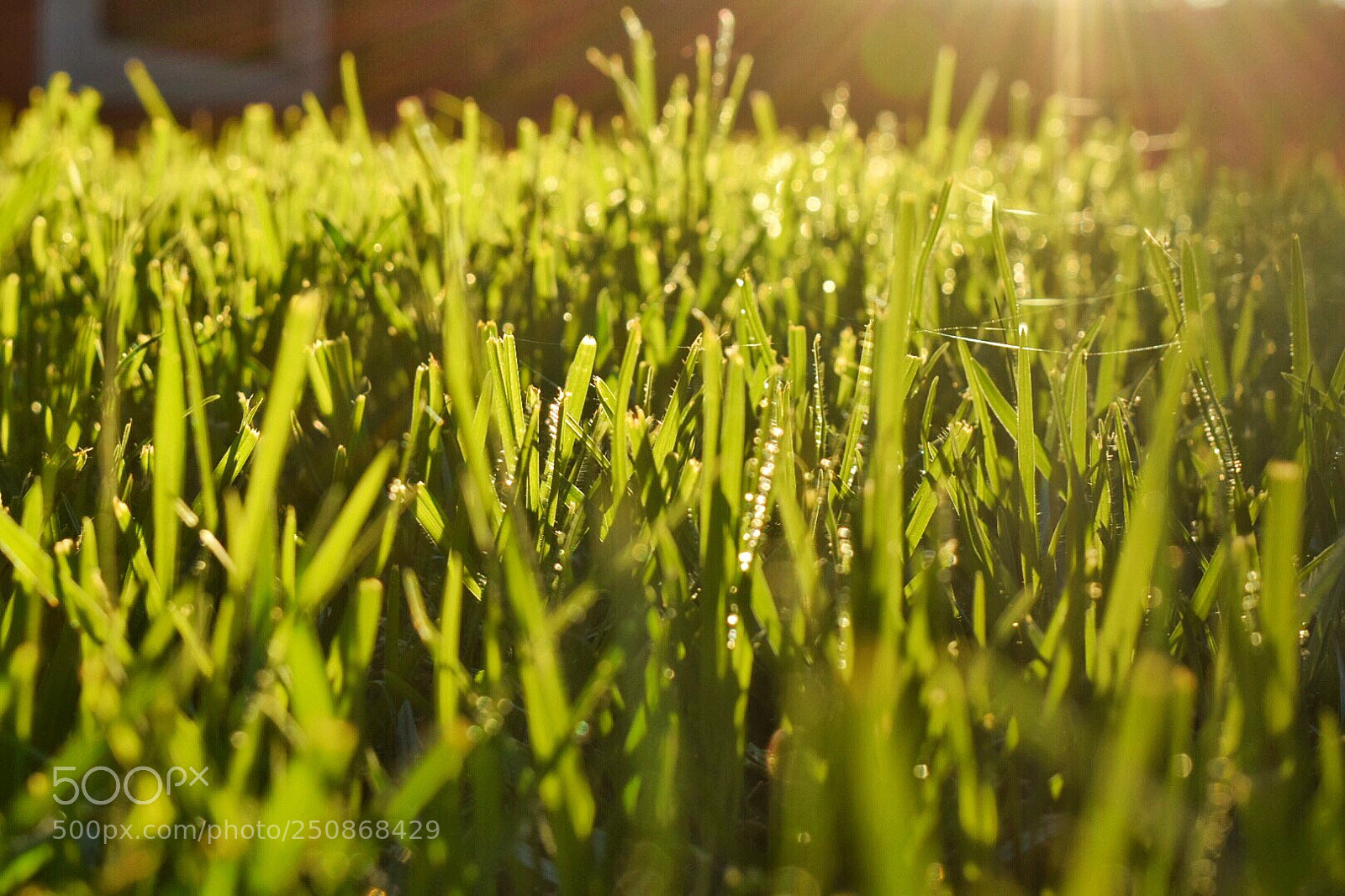 Nikon D5300 sample photo. Growing  photography