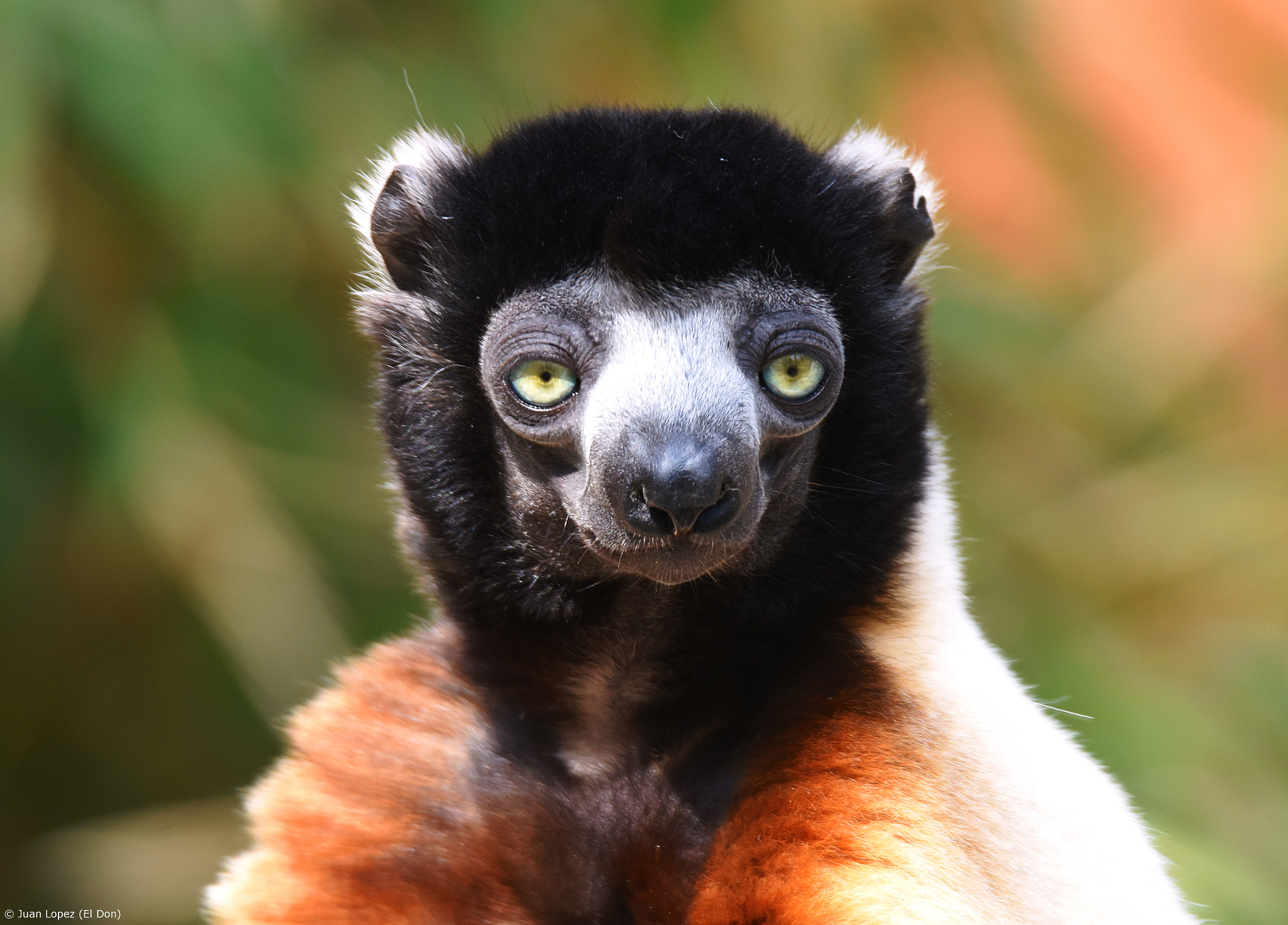 Sigma 150-600mm F5-6.3 DG OS HSM | S sample photo. Incredible... eyes color..!! photography