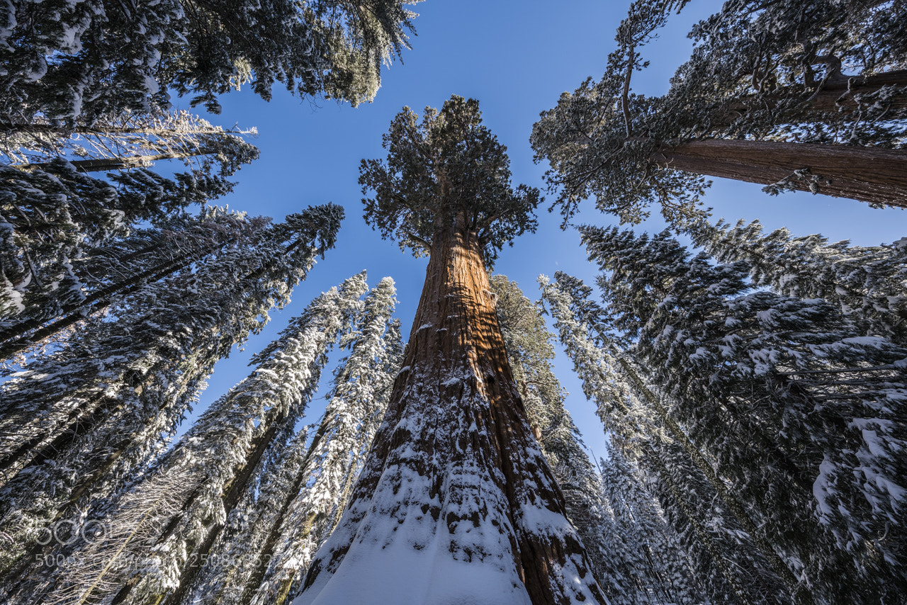 Sony a7R III sample photo. The largest tree on photography