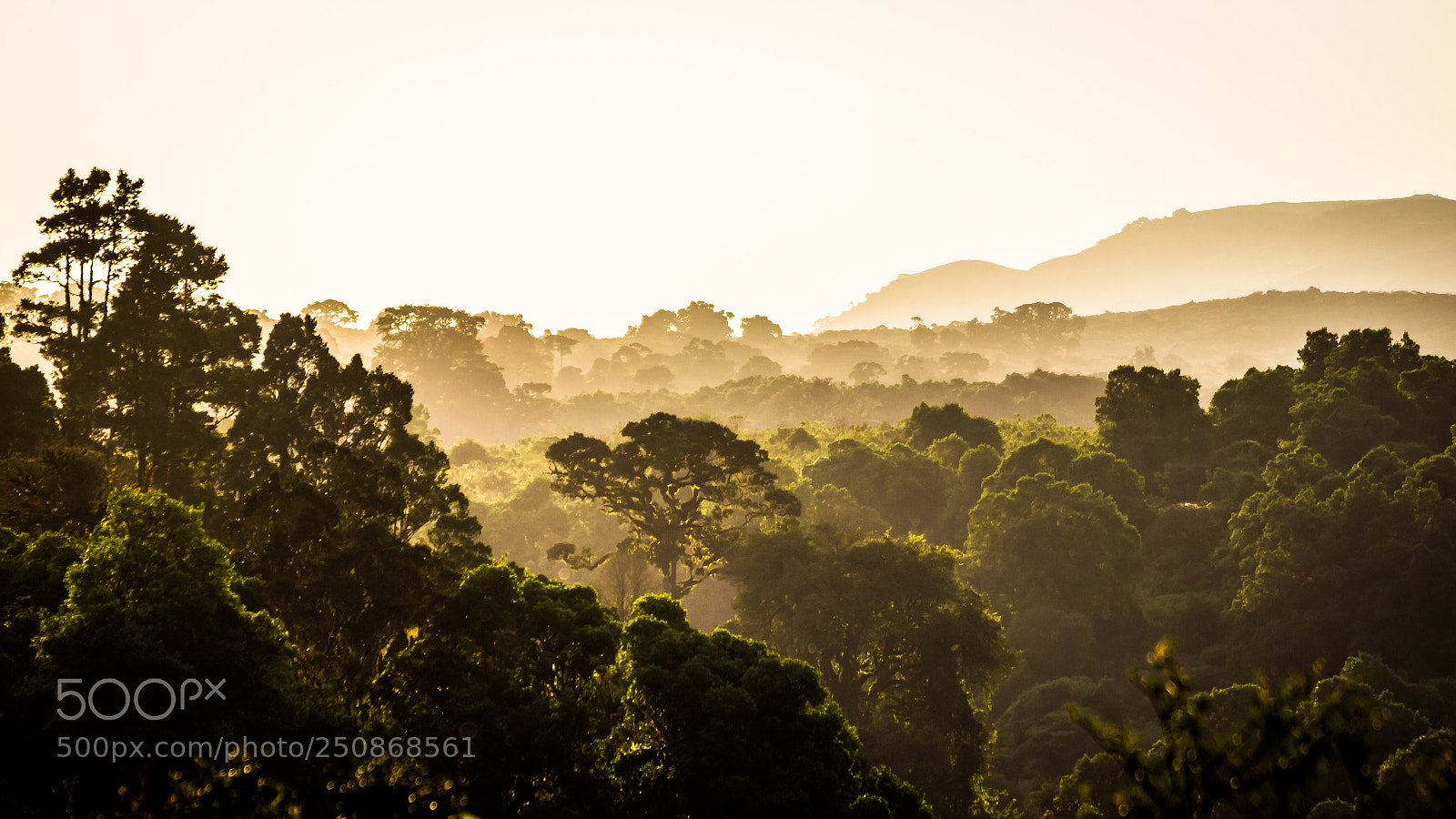 Canon EOS 600D (Rebel EOS T3i / EOS Kiss X5) sample photo. Ngorongoro forest photography