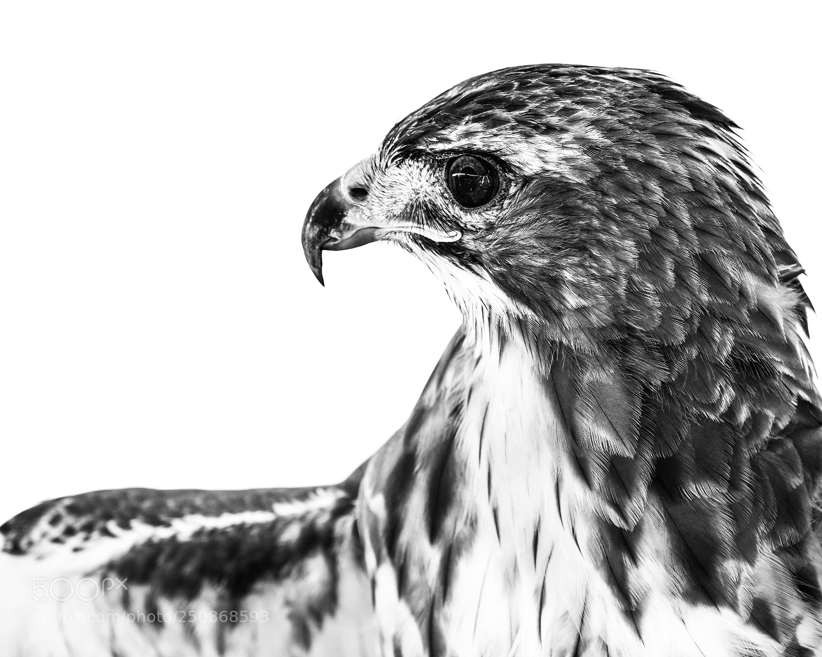 Sony a9 sample photo. Red-tailed hawk ii photography