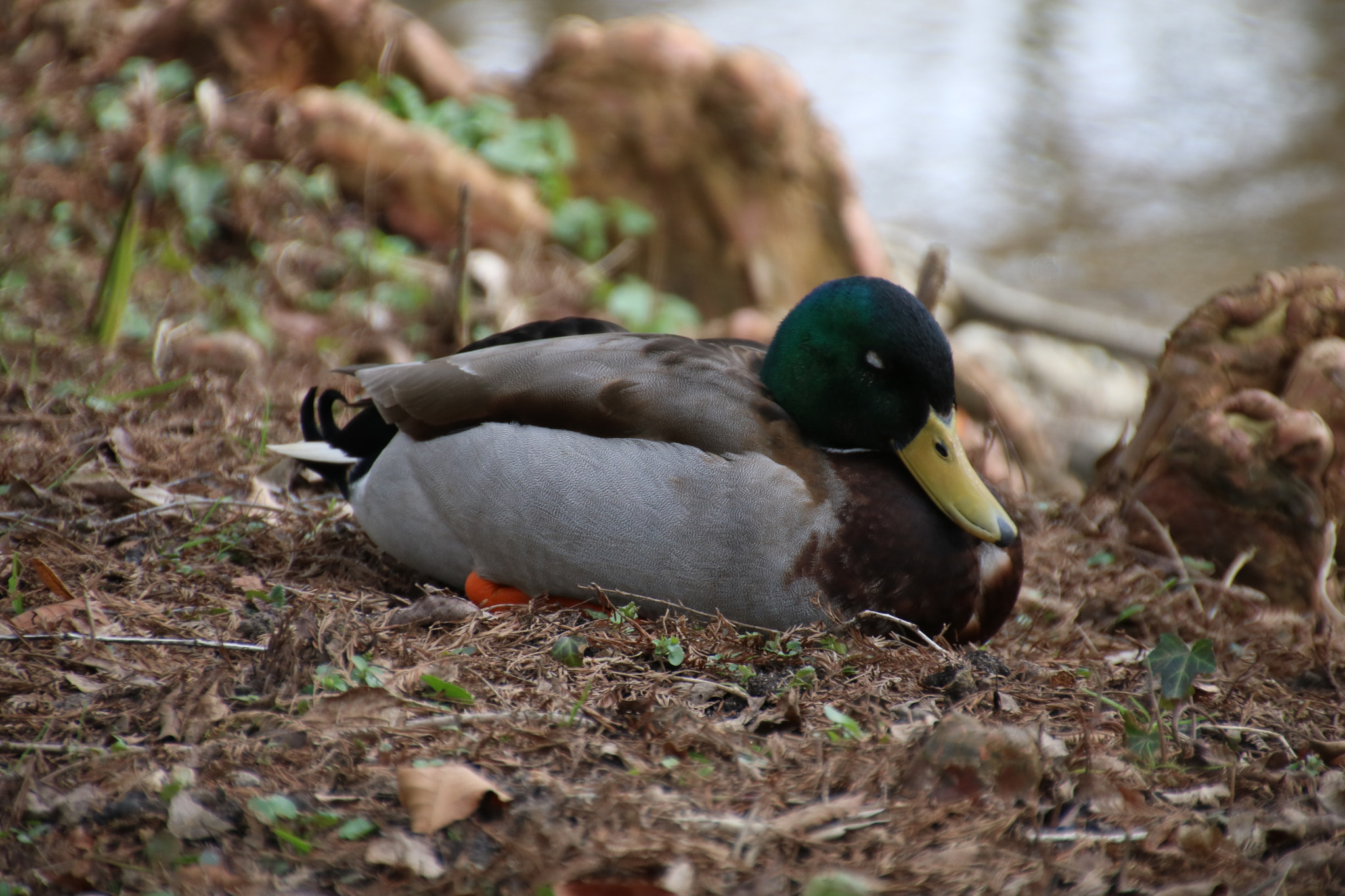 Canon EOS 750D (EOS Rebel T6i / EOS Kiss X8i) sample photo. Sleeping duck photography
