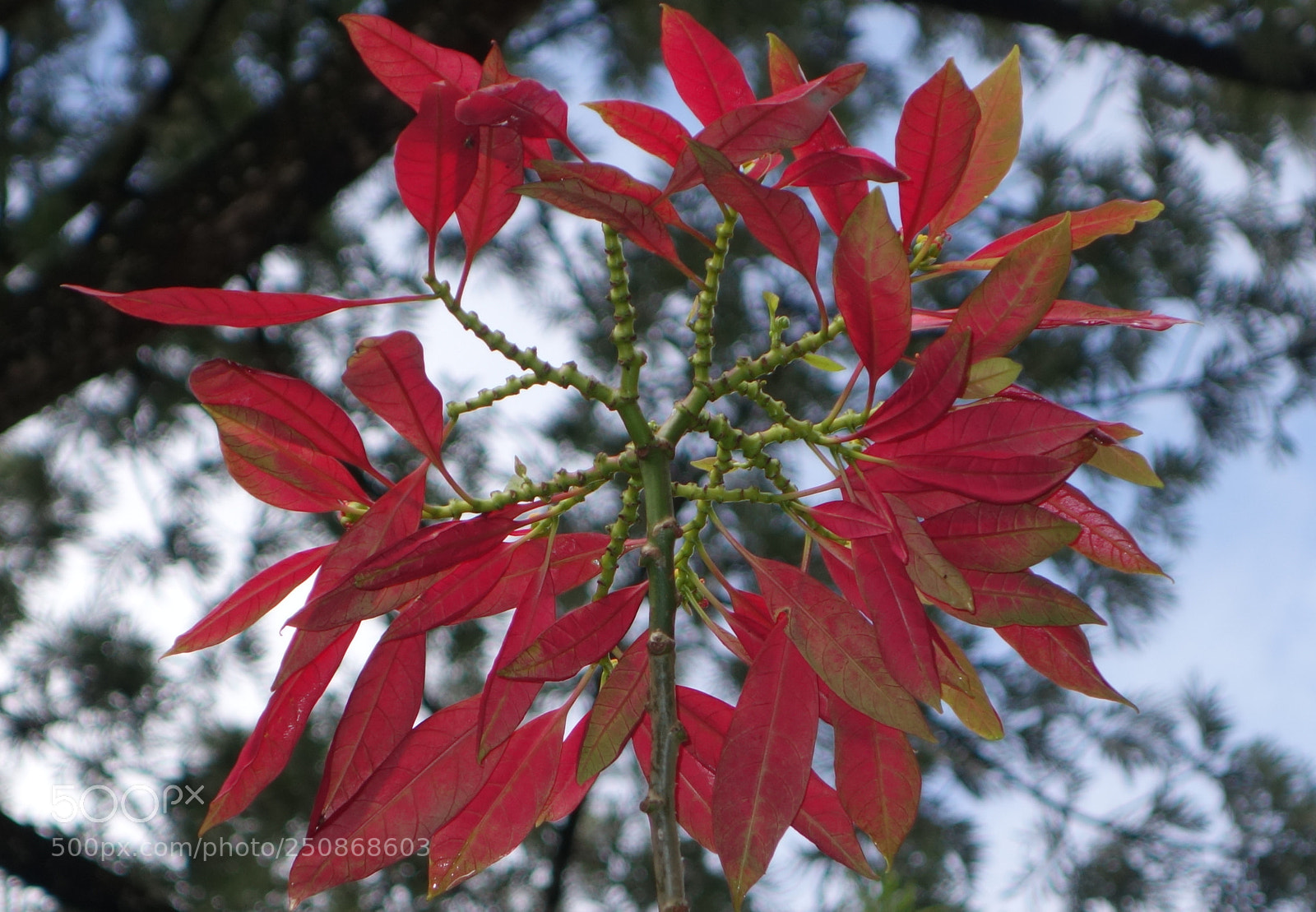 Sony Cyber-shot DSC-RX100 II sample photo. Vn flowers () photography