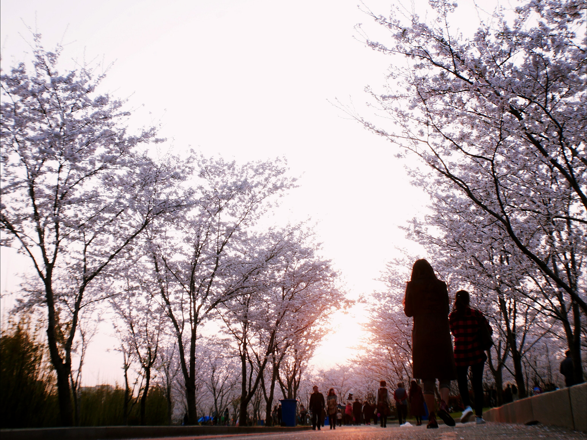 Panasonic Lumix DC-GX850 (Lumix DC-GX800 / Lumix DC-GF9) sample photo. Sakura road under sunset, 2 photography