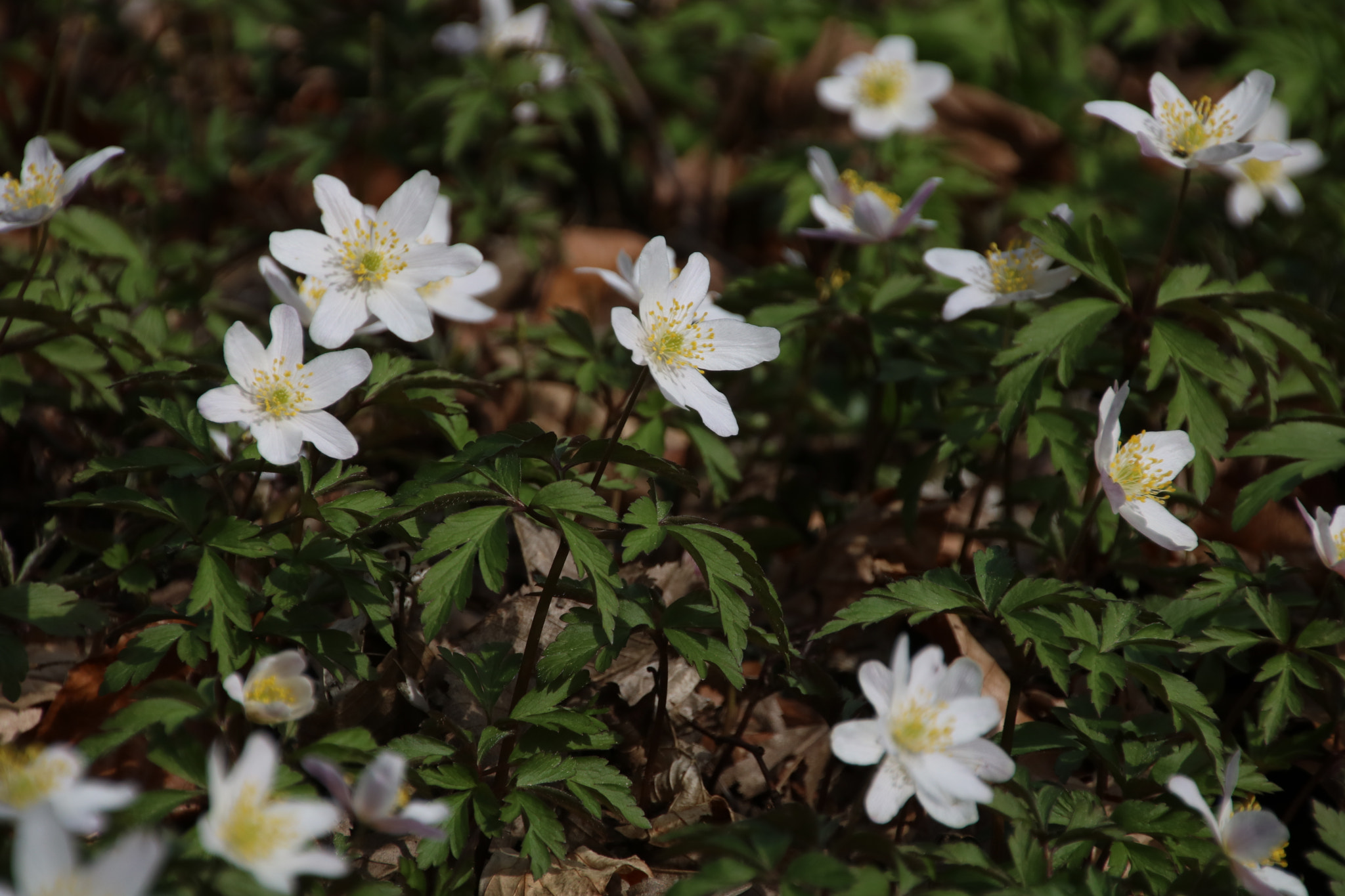 Canon EOS 750D (EOS Rebel T6i / EOS Kiss X8i) sample photo