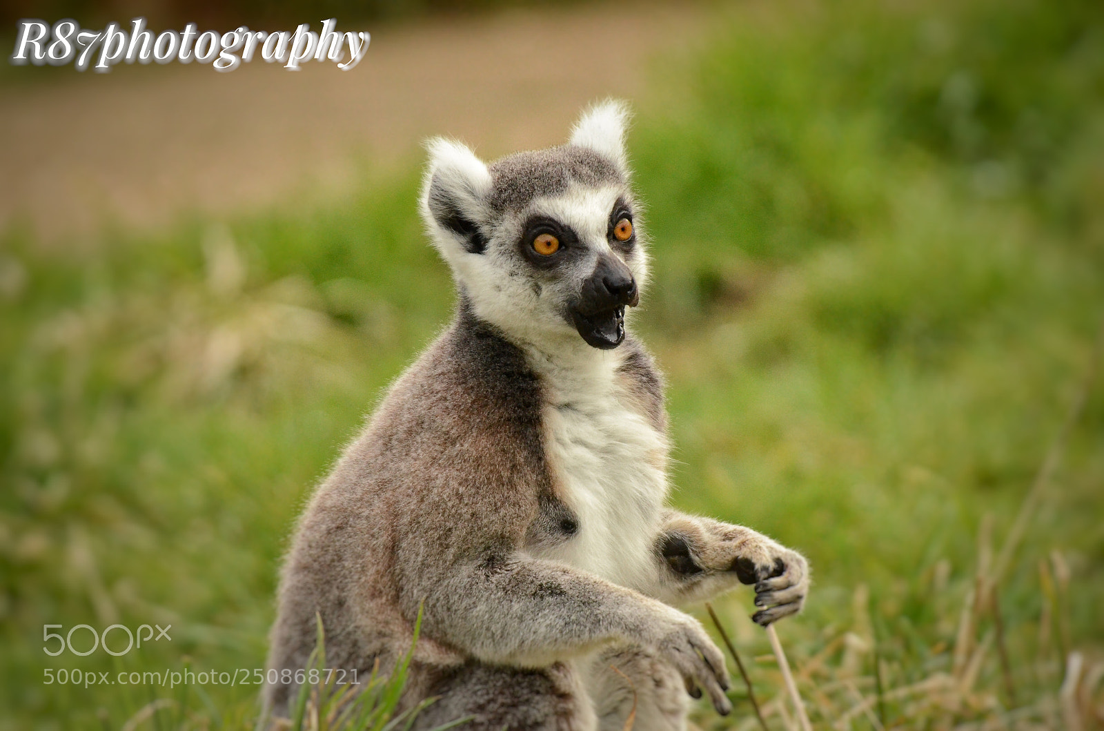 Nikon D7000 sample photo. Lemur striking a pose photography