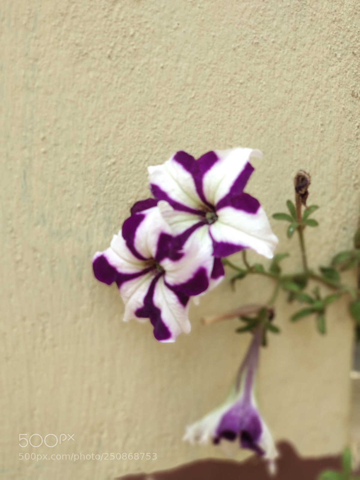 Xiaomi Mi A1 sample photo. Untitled photography