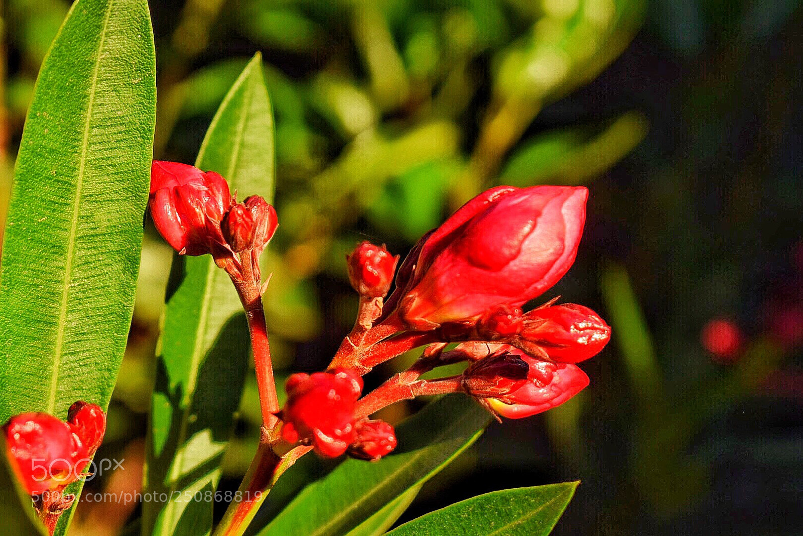 Nikon D5300 sample photo. Pimpoño photography