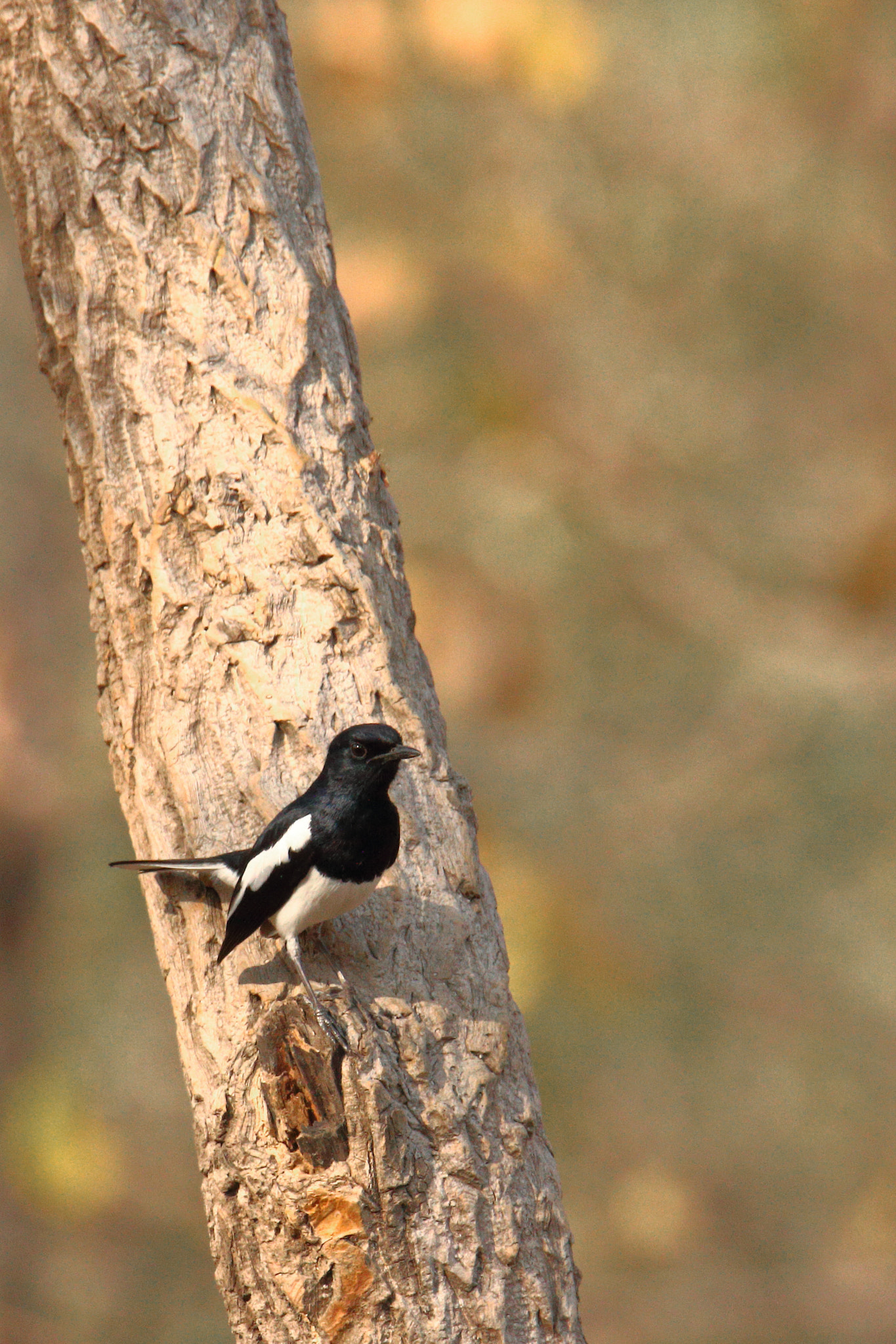 Canon EOS 70D sample photo. Magpie robbin photography