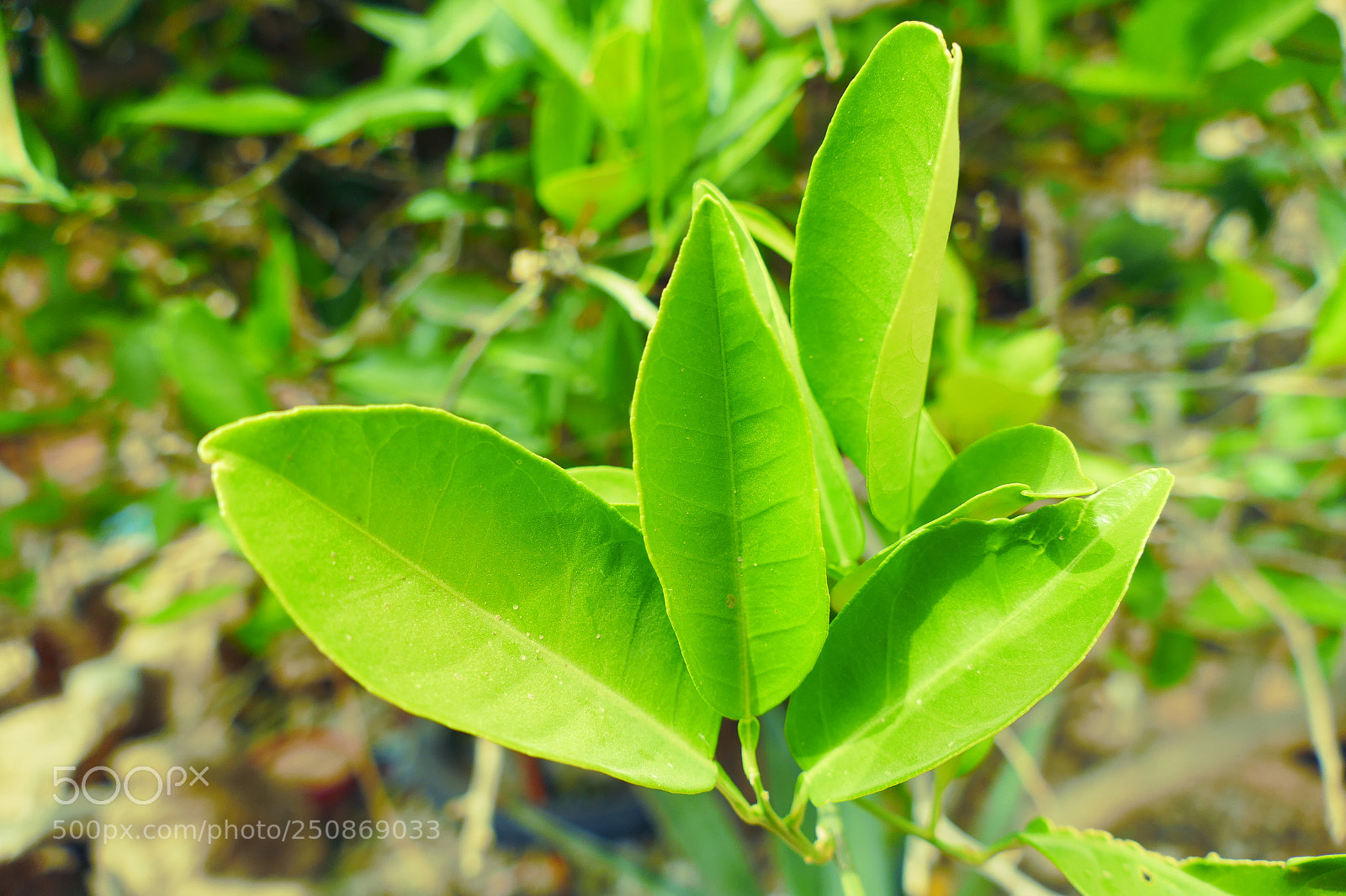 Panasonic Lumix DMC-FZ1000 sample photo. Photo tree leaves photography