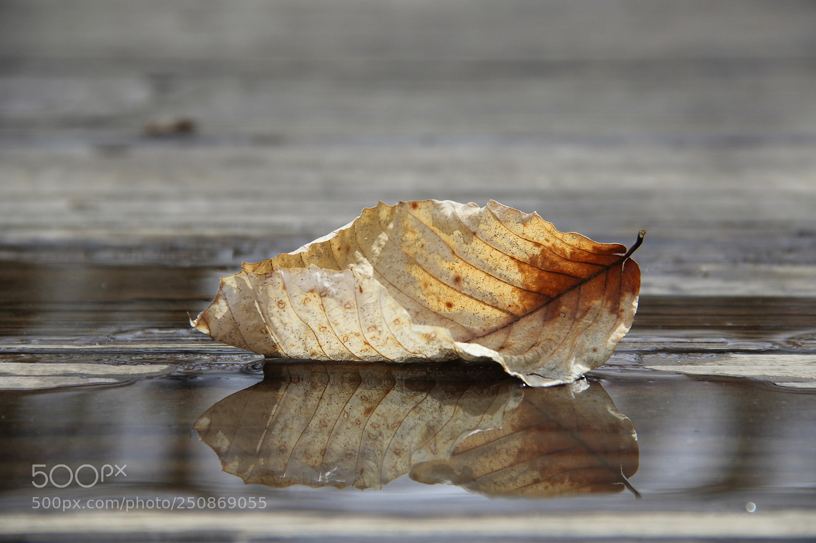 Canon EOS 1200D (EOS Rebel T5 / EOS Kiss X70 / EOS Hi) sample photo. Reflection in water photography