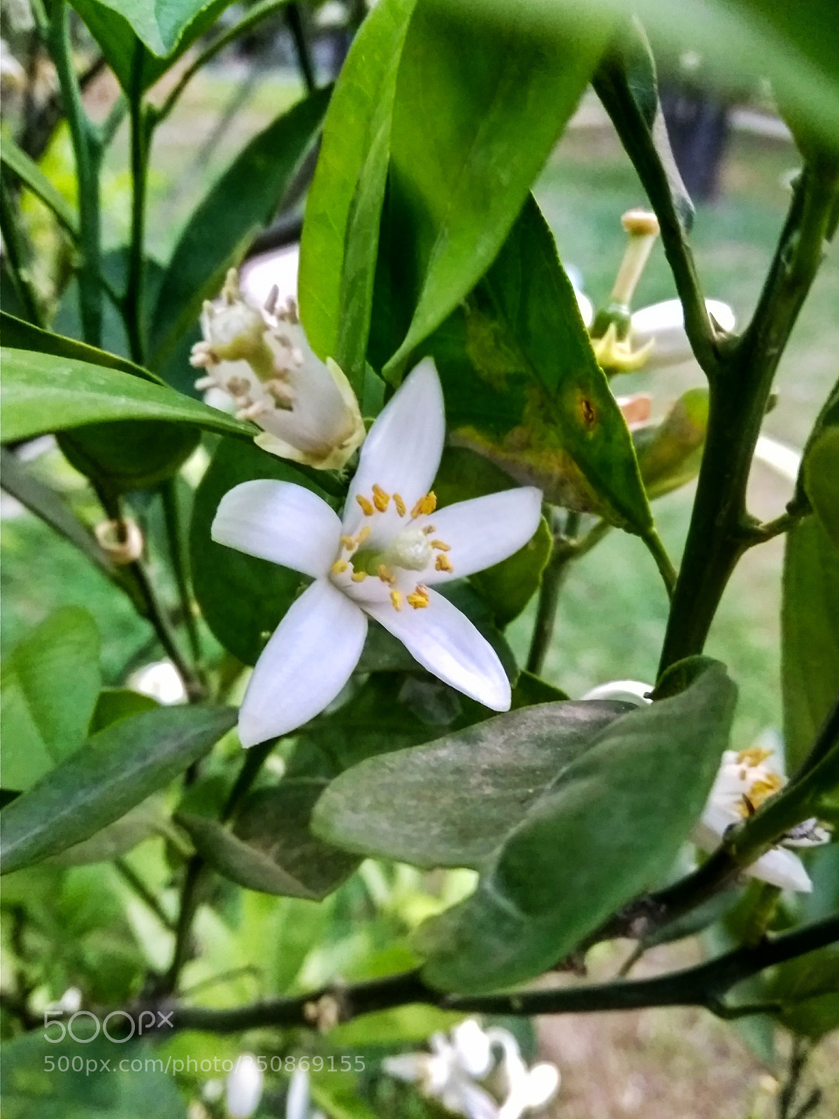 Xiaomi Redmi 4A sample photo. Untitled photography