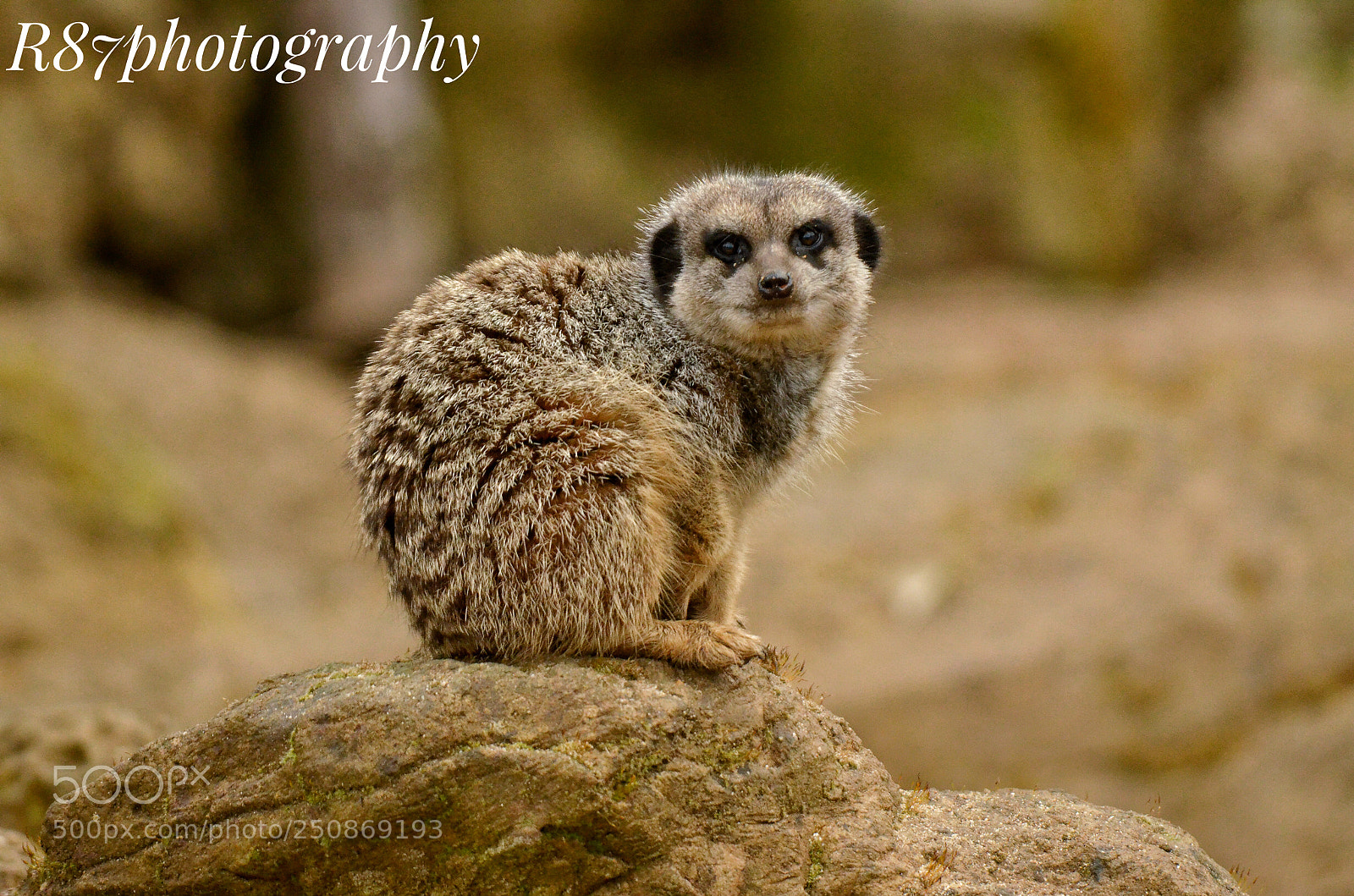 Nikon D7000 sample photo. Meerkat looking cute for photography