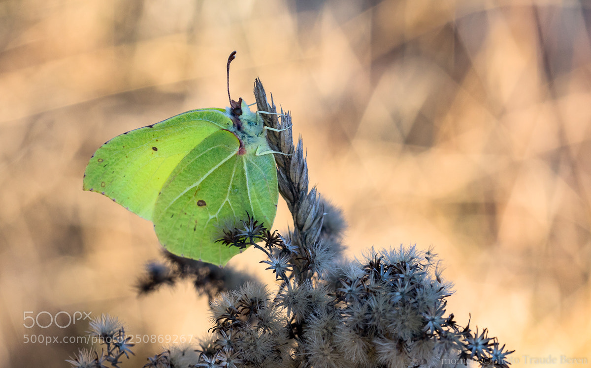 Canon EOS 5D Mark IV sample photo. Hw9a9443-2.jpg photography