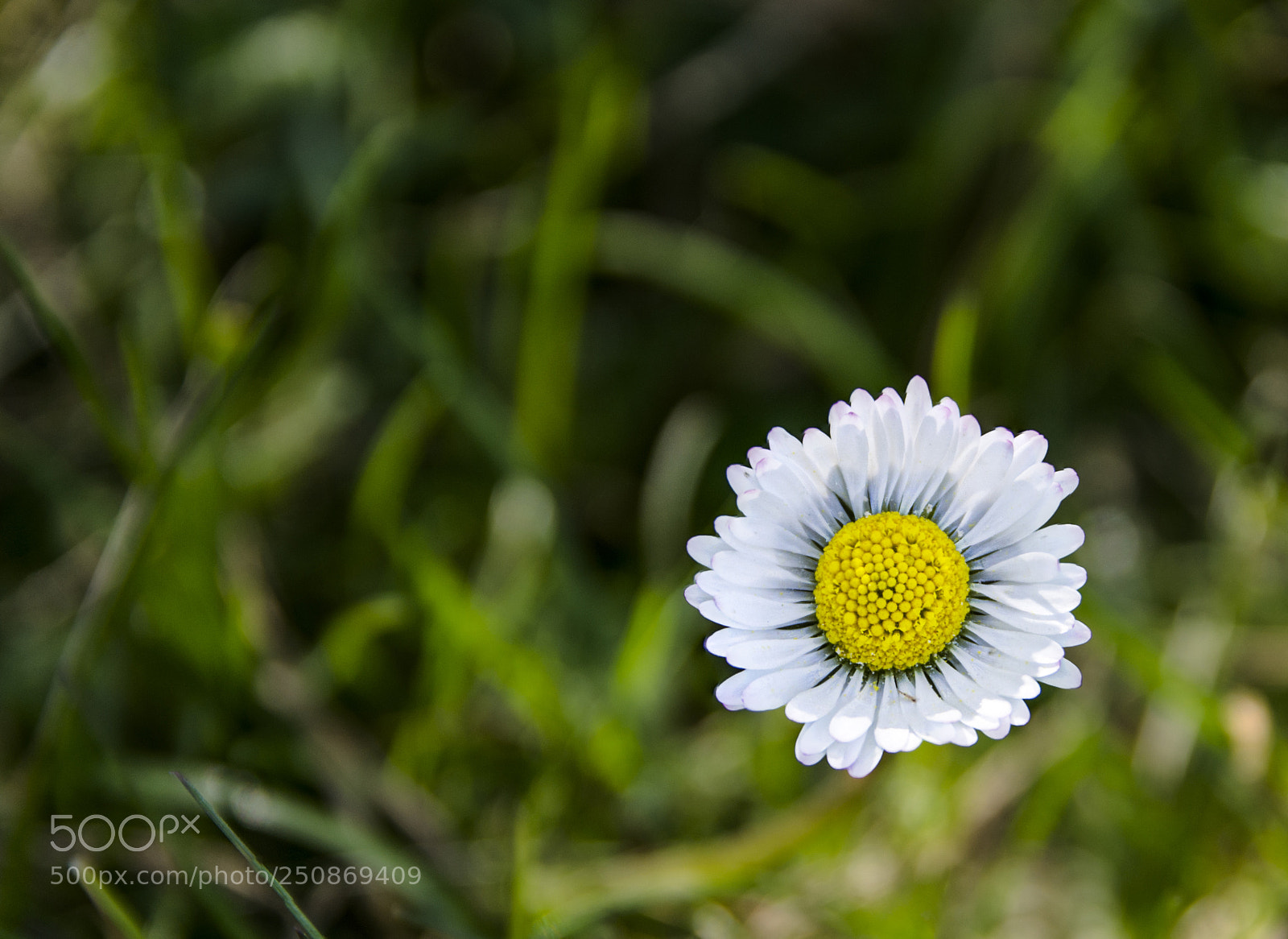 Nikon D3100 sample photo. Spring daisy ? photography