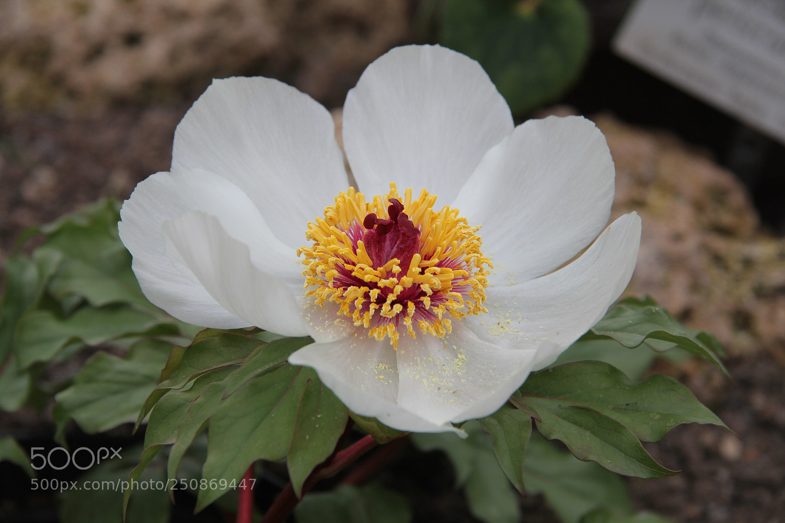 Canon EOS 60D sample photo. Untitled photography