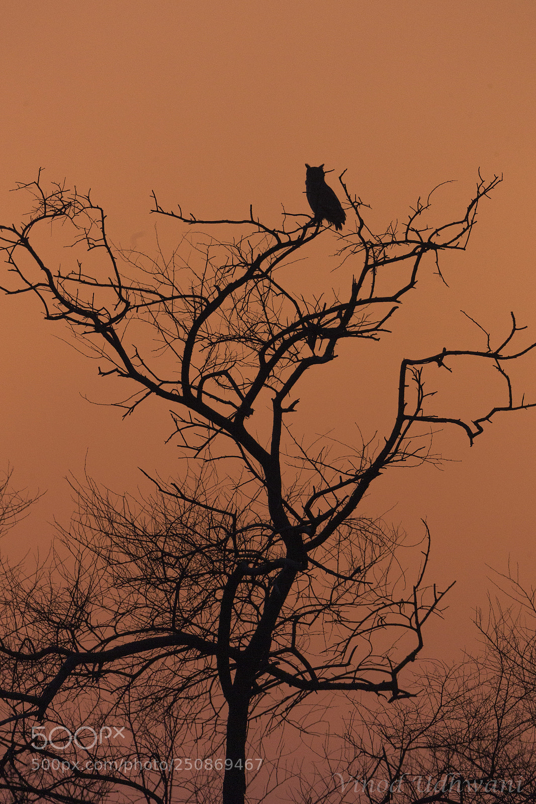 Canon EOS-1D X sample photo. The wise owl photography