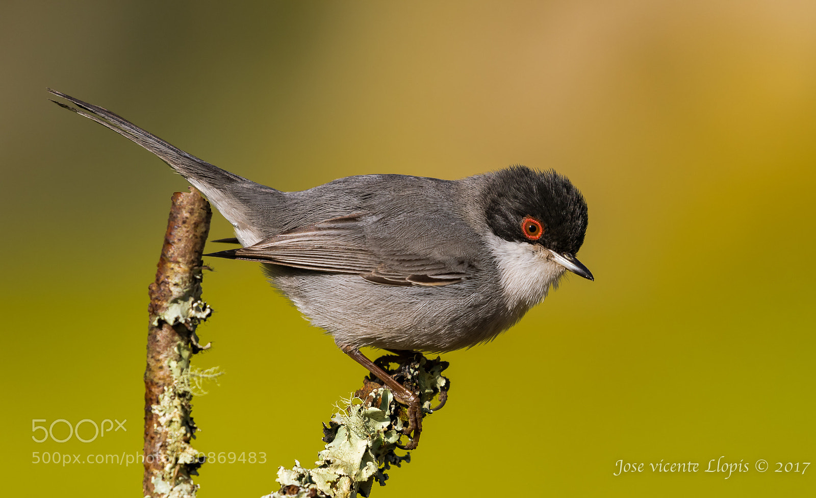 Canon EOS 7D Mark II sample photo. Curruca cabecinegra photography