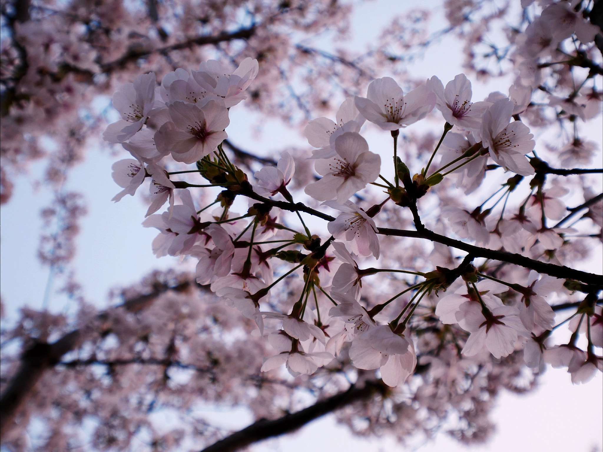 Panasonic Lumix DC-GX850 (Lumix DC-GX800 / Lumix DC-GF9) sample photo. Sakura photography