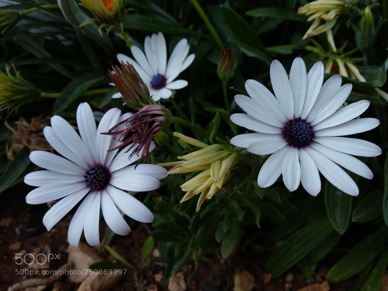 Xiaomi Mi A1 sample photo. Untitled photography
