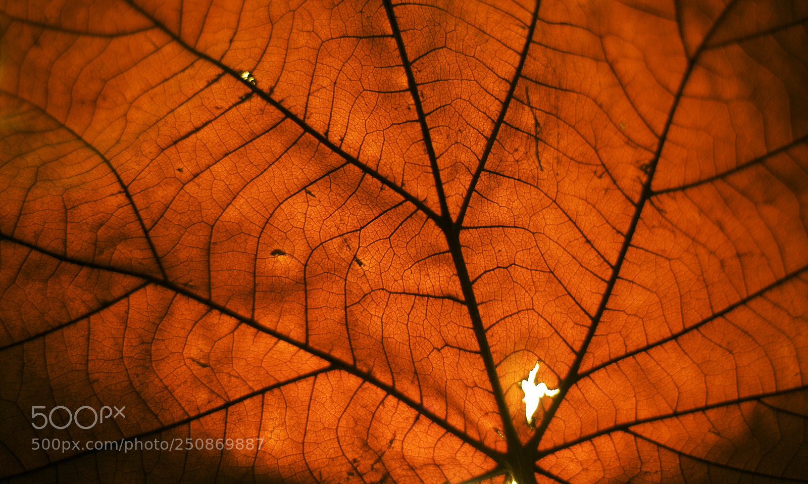 Canon EOS 40D sample photo. Maple leaf photography