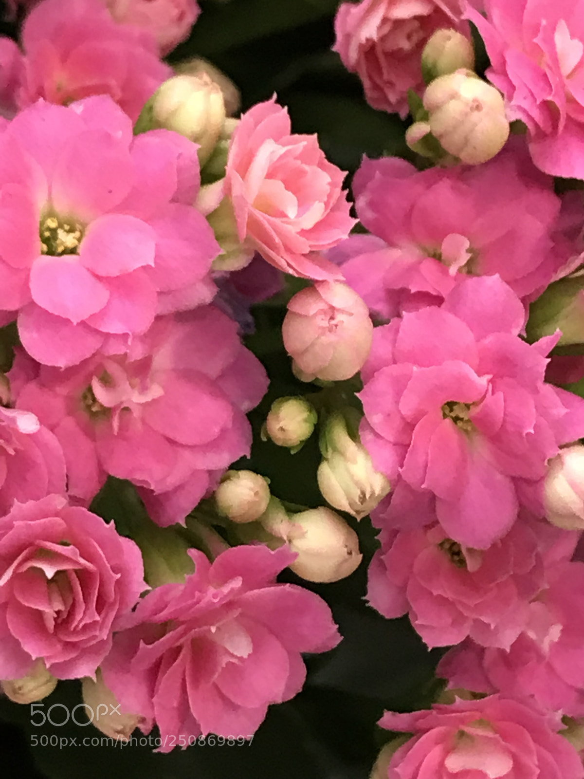 Apple iPhone 7 Plus sample photo. Pink photography
