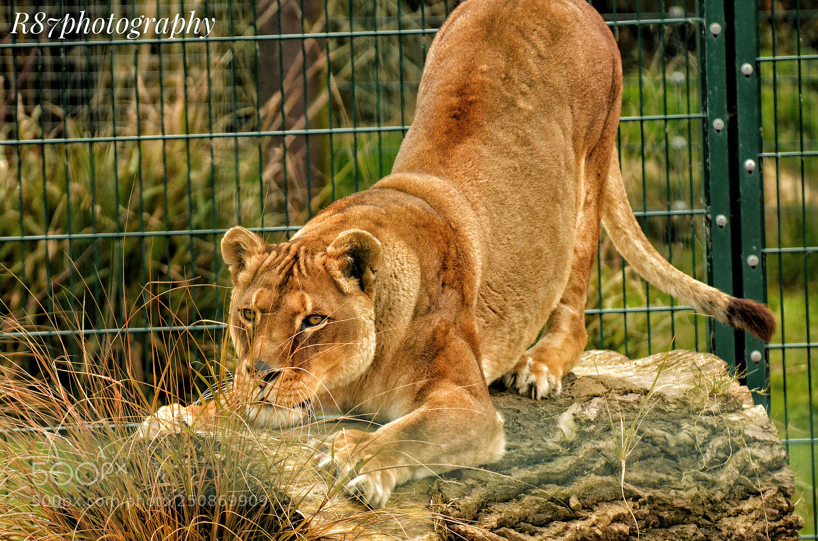 Nikon D7000 sample photo. The beautiful queen of photography