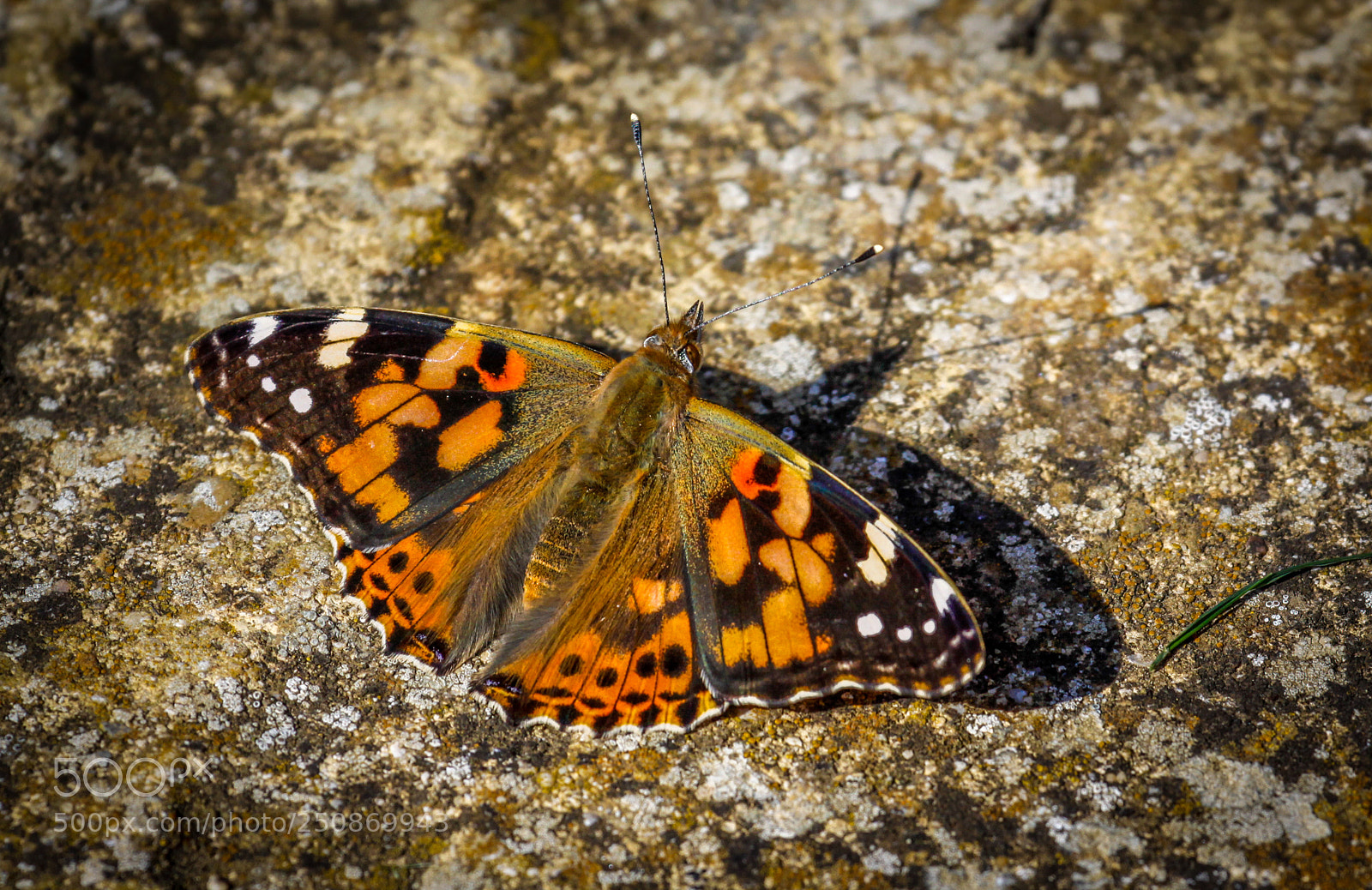 Canon EOS 50D sample photo. Painted lady photography