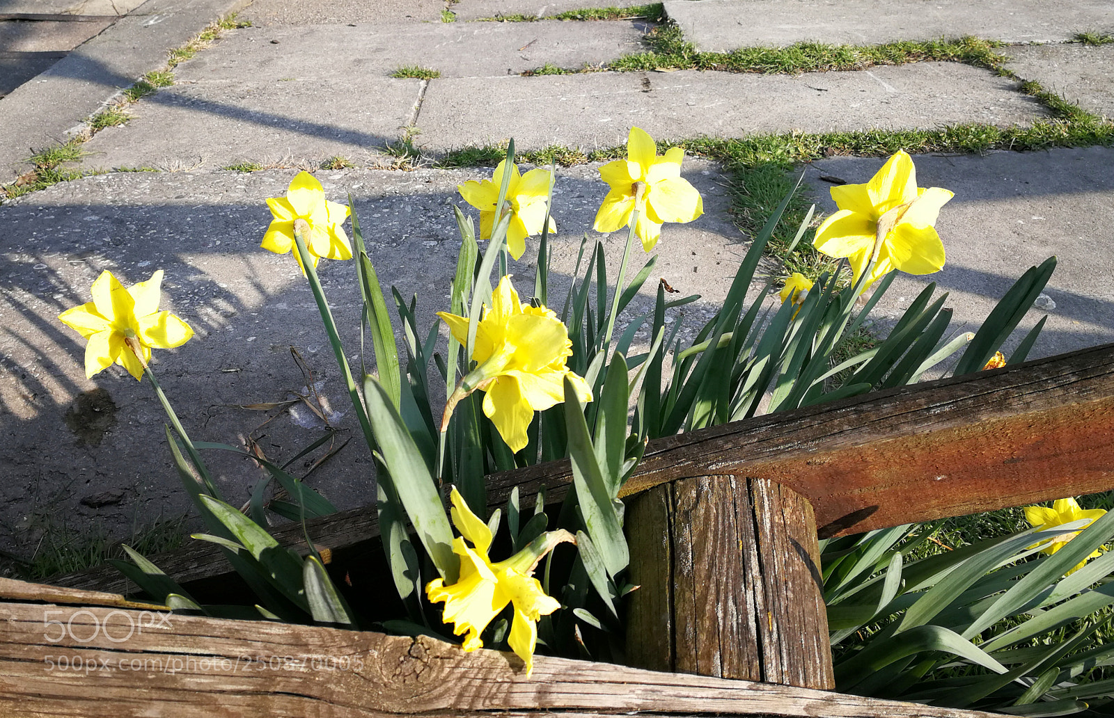 HUAWEI P10 sample photo. Narcisi riva sile fine photography