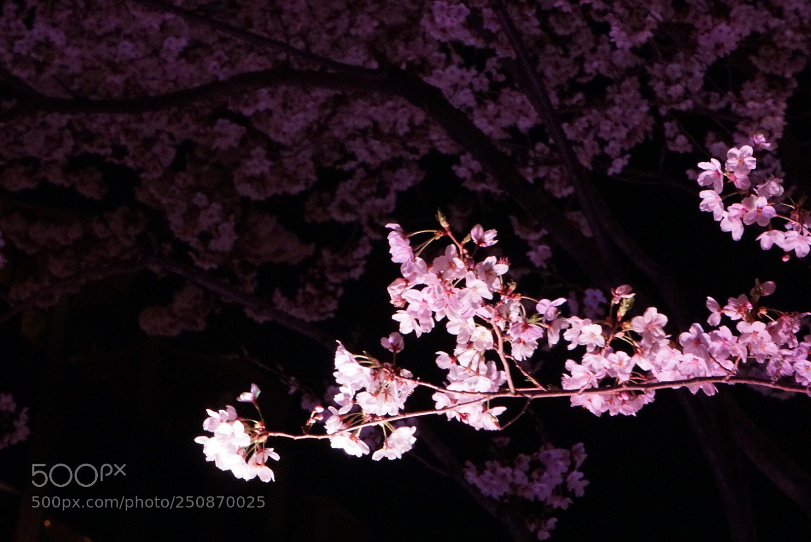 Sony a6000 sample photo. Midtown blossom photography