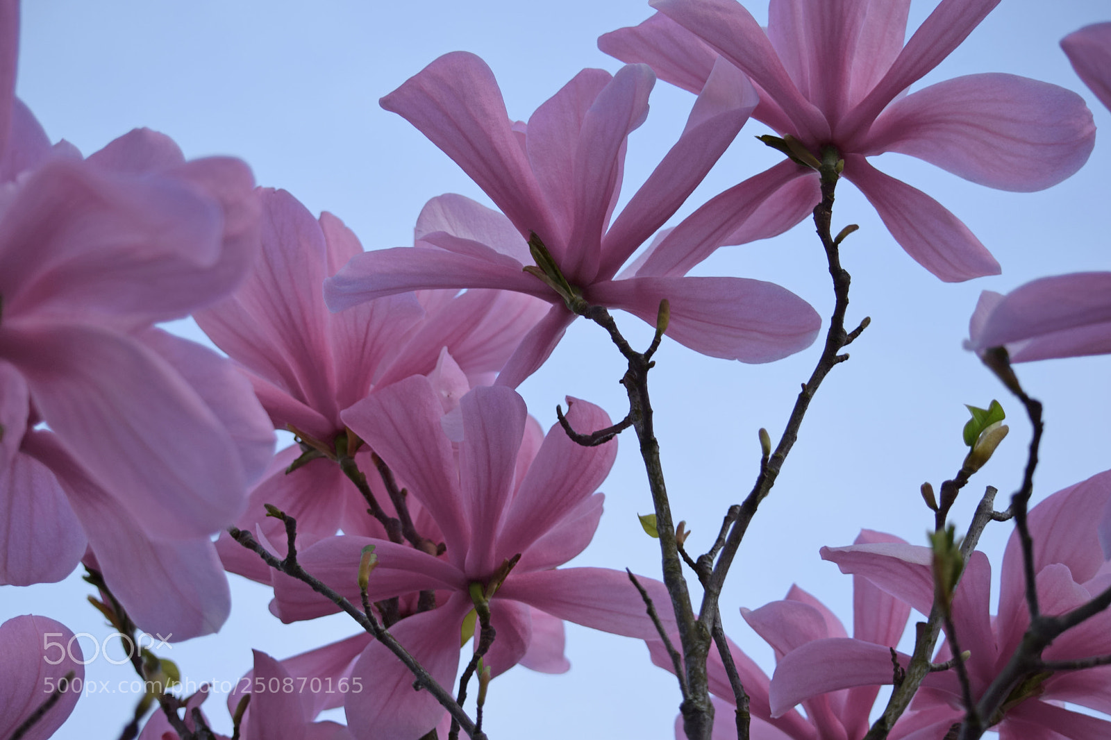 Nikon D3300 sample photo. Pink stars photography