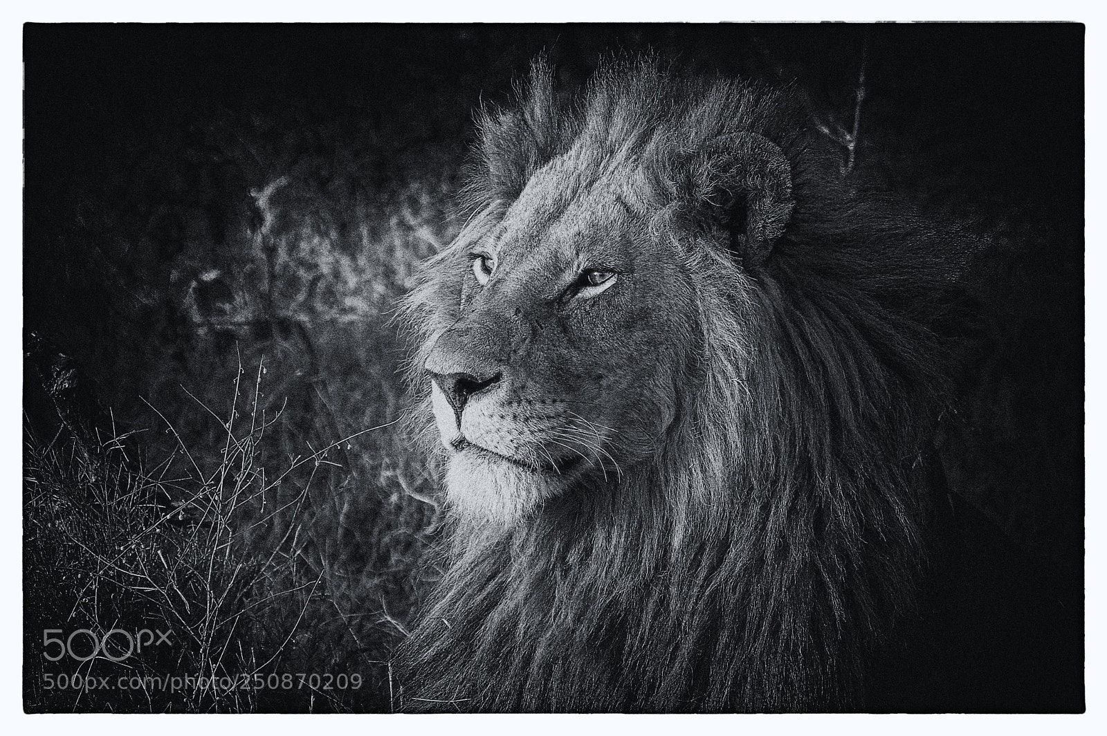 Canon EOS 7D sample photo. Royal pride photography