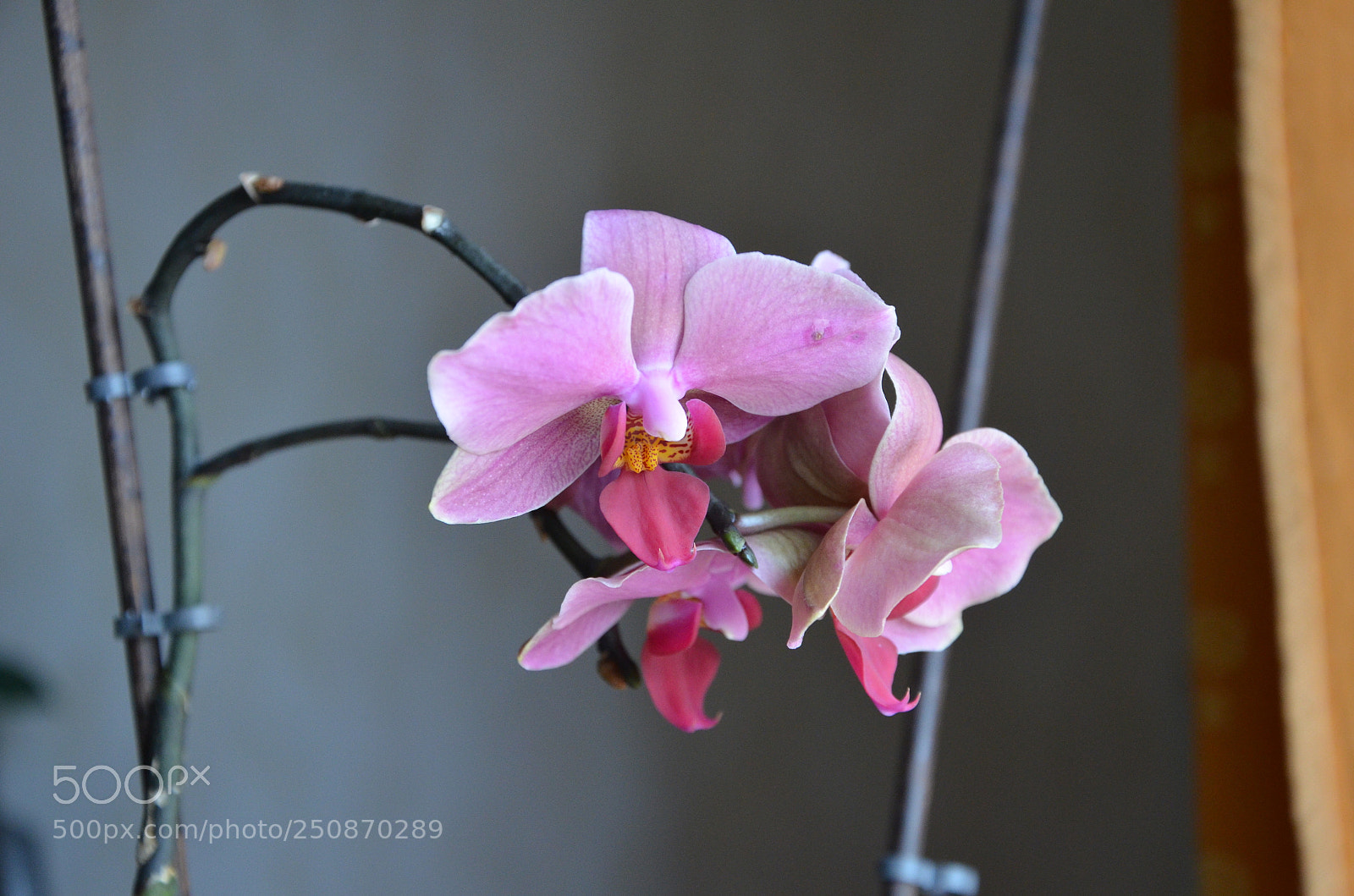 Nikon D5100 sample photo. Dsc photography