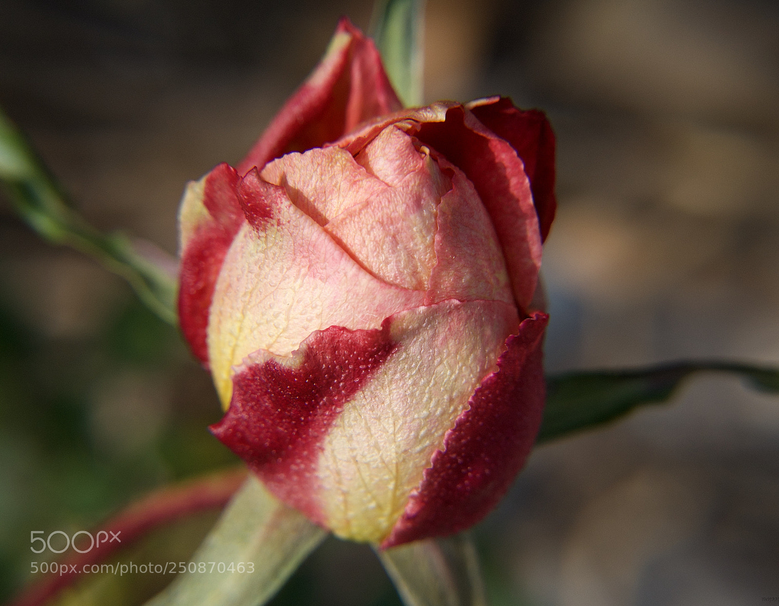 Nikon D3100 sample photo. Skin-to-skin...* photography