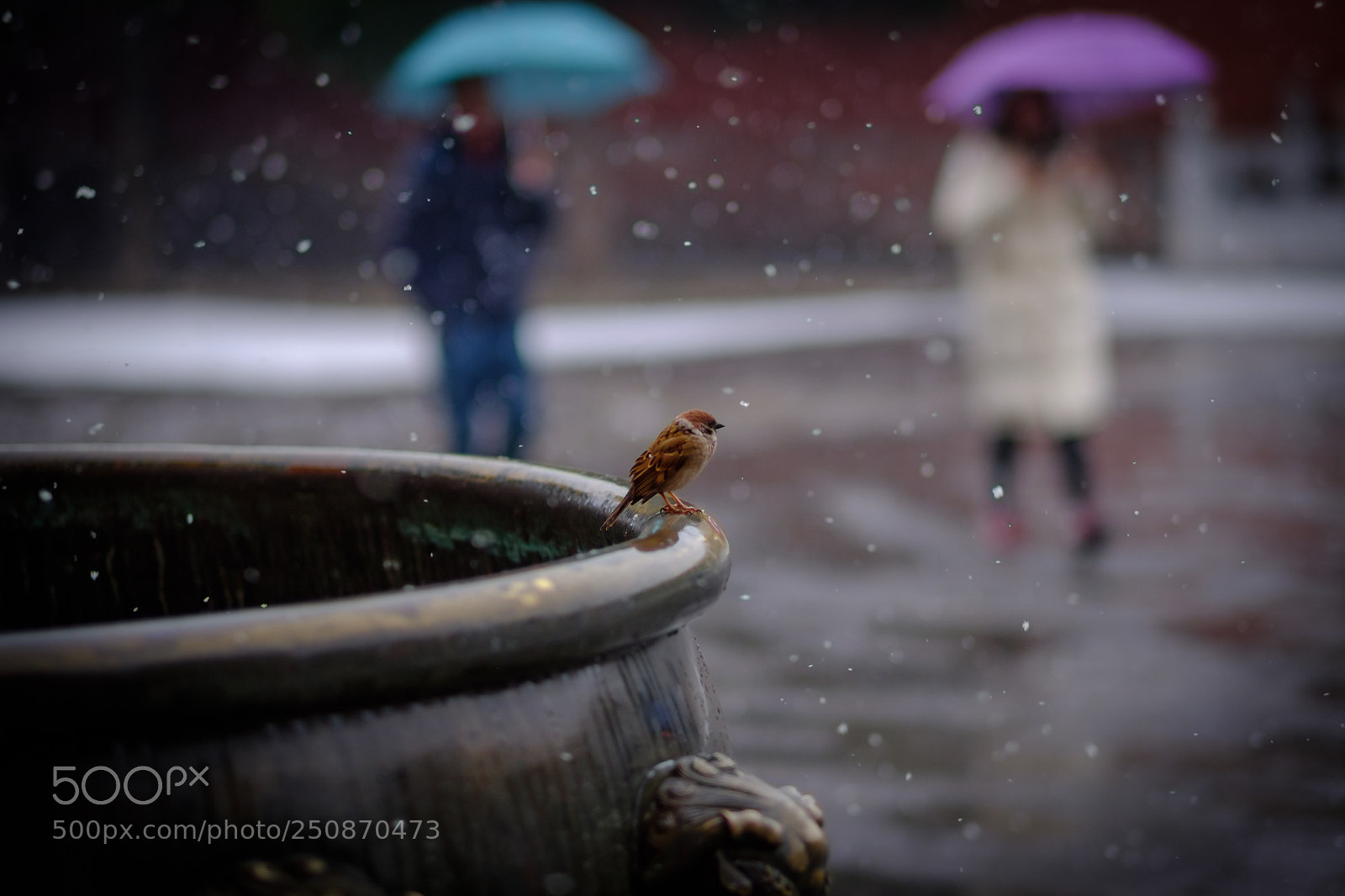 Fujifilm X-Pro2 sample photo. 赏雪？ photography