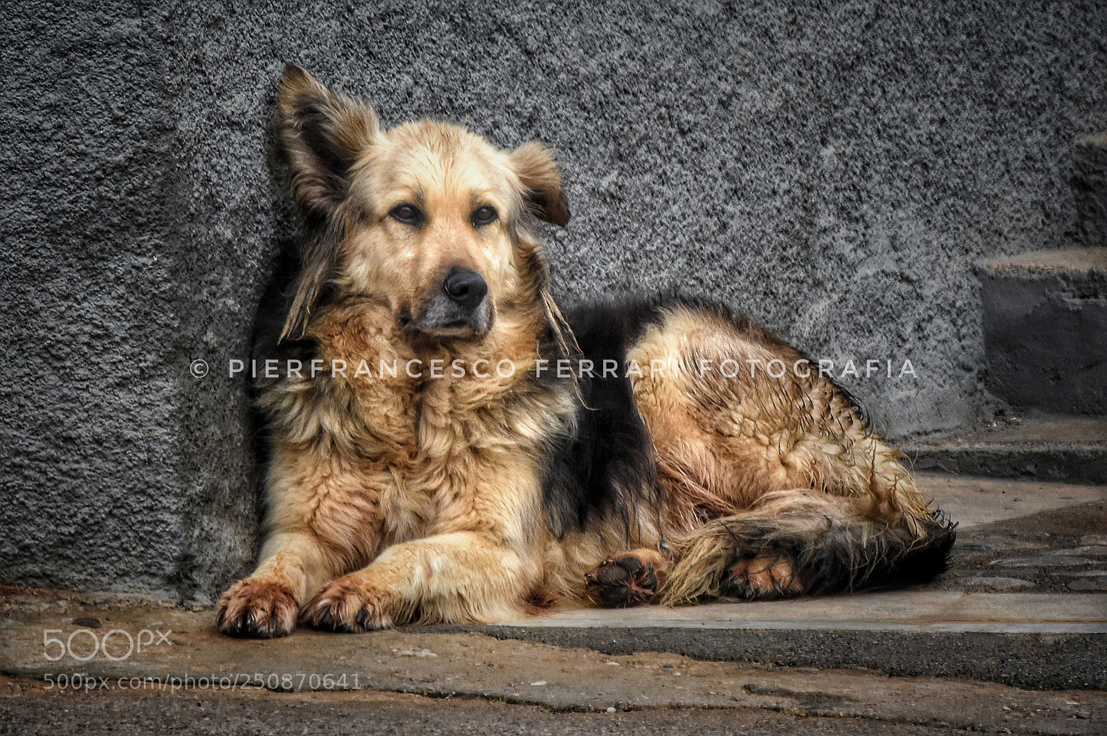 Nikon D7200 sample photo. A #friend #dog #frascineto photography