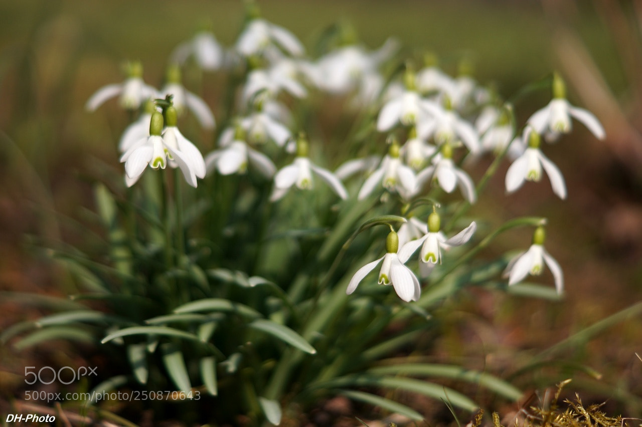 Sony ILCA-77M2 sample photo. Last snowdrops photography