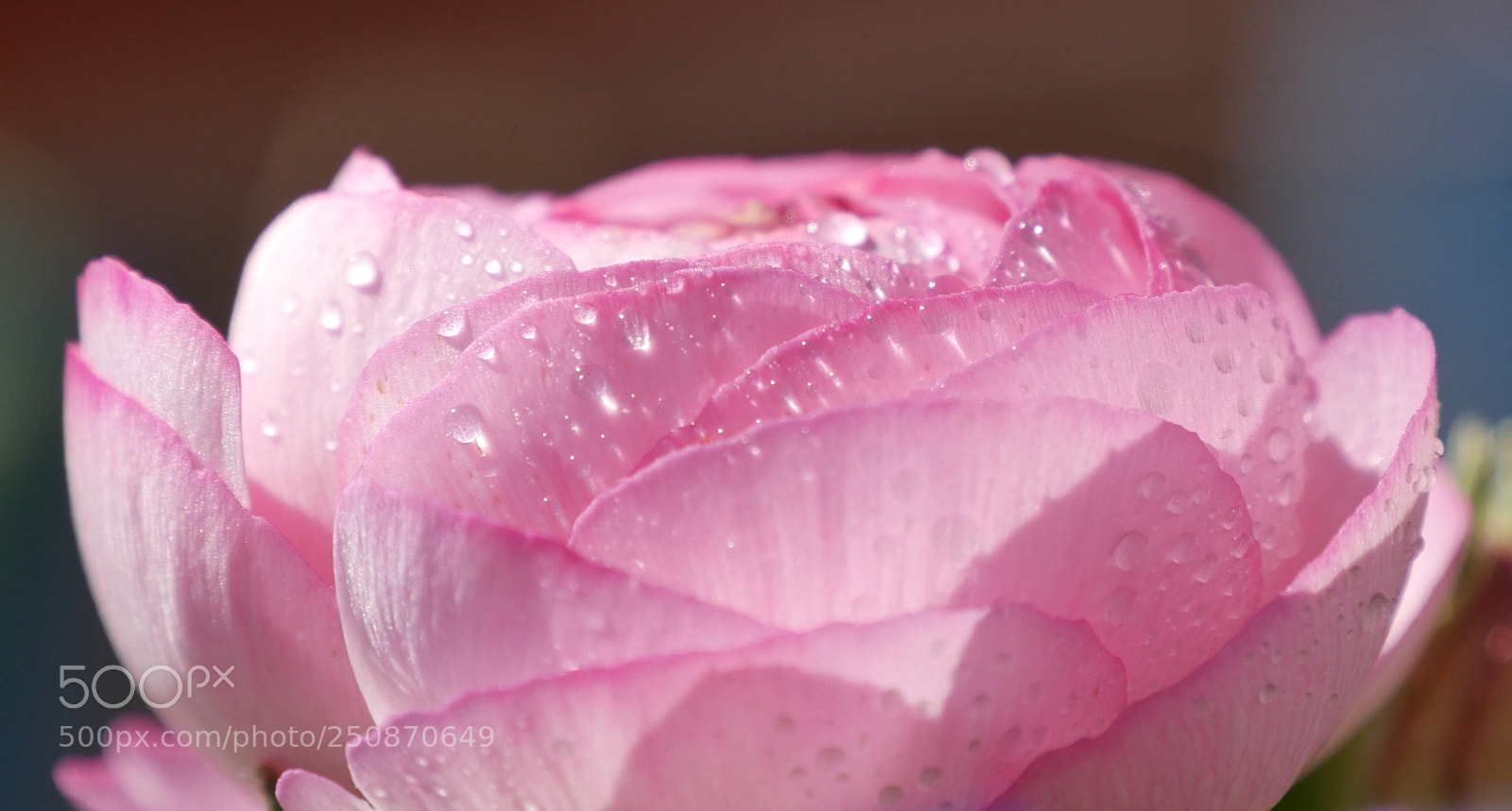 Panasonic DMC-G70 sample photo. Pink photography