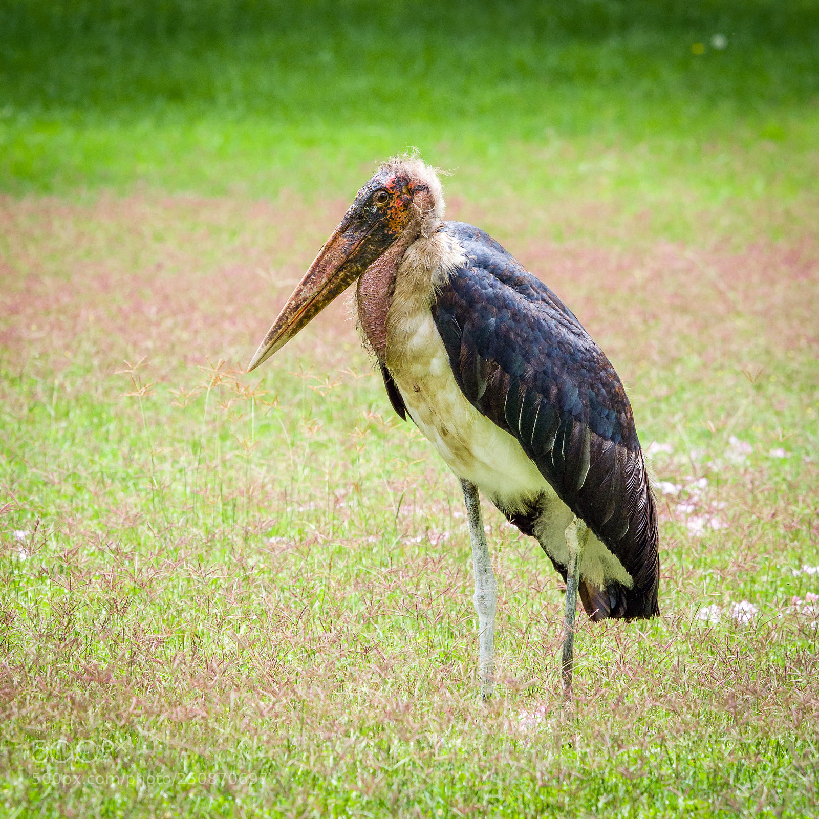 Olympus OM-D E-M1 Mark II sample photo. Marabou stork photography