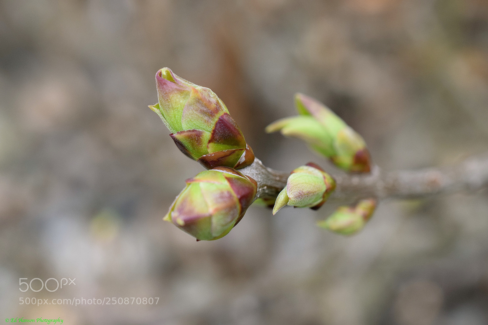 Nikon D3300 sample photo. Lilac buds photography