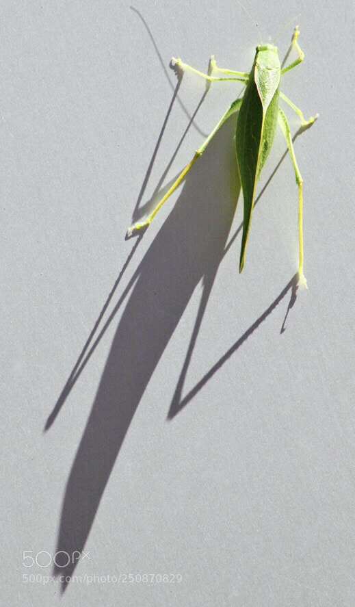 Canon EOS 50D sample photo. Grasshopper photography