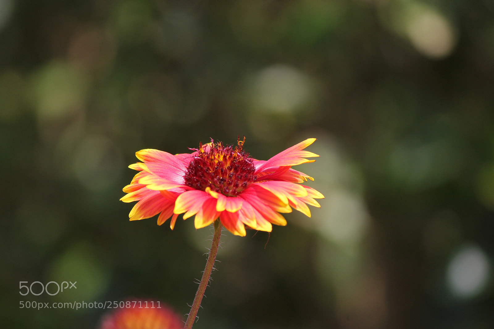 Canon EOS 60D sample photo. Untitled photography