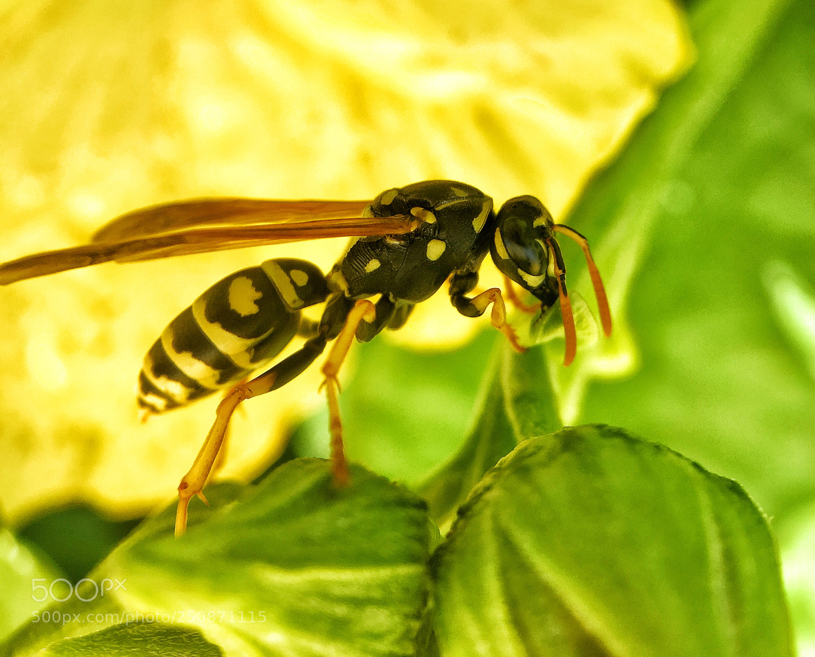 Apple iPhone 6s sample photo. Wasp photography